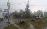 В Ярославле из-за упавших деревьев перекрыты дороги