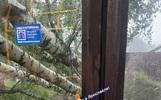В Ярославле по дороге на «Резинотехнику» на автобус упали три дерева