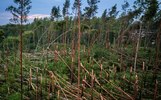 В Ярославле ждут вторую волну штормового ветра