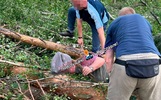 В лесу под Ярославлем нашли придавленного деревом мужчину