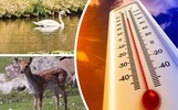 Бэмби и круиз до Рыбинска: какой была неделя для ярославцев