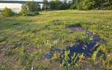 На ярославском пляже обнаружили нефтеносные пески
