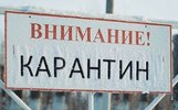 В Ярославской области ввели карантин по лейкозу крупного рогатого скота