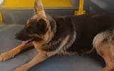 В Ярославле овчарка два дня ездила в транспорте, чтобы найти дом