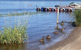 Ярославский биолог рассказала, почему купание на карьерах опасней Волги