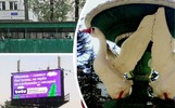 Закрытые гуси и не тот медведь: какой была минувшая неделя в Ярославской области
