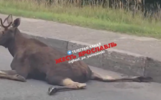 На въезде в Ярославль сбили лося