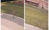 В ярославском посёлке прошел отлов-отстрел бездомных кошек