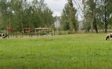 Рыбинцы требуют прекратить выпас коров на футбольном поле у школы