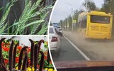 На обочинах ярославских дорог нашли ползучий пырей и сизый щетинник