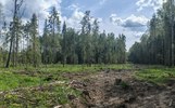 Ярославский бизнесмен заплатит за незаконную рубку почти 3 миллиона