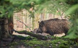 Ярославские депутаты разошлись в оценке вымирания кабанов