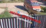 В частном секторе Ярославля заметили скоростного лося