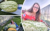 Жительница Рыбинска вырастила гигантский арбуз