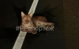 На дороге под Ярославлем сбили рысь