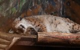 Тине Канделаки понравился Ярославский зоопарк
