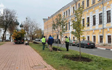В историческом центре Ярославля сажают молодые липы