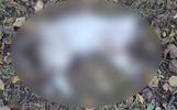 В Ростове Великом бойцовый пес открыл охоту на кошек