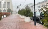 В центре Ярославля вместо яблонь посадили ели в кадках