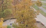 Работу глюкофона и поющей грибницы в Ярославле ограничат по часам