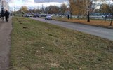 Жители Брагино сообщили о вырубке деревьев 