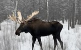 В Рыбинске двух браконьеров осудили за зимний отстрел лосей