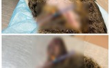 В Ярославле неизвестные живодёры изрезали и побрили кошку