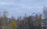 Ярославль назвали городом контрастов из-за одинокого светильника