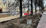 В Ярославле высадят новые деревья на Советской