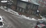 В Ярославле по Перекопу бегал олень