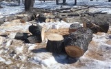 Ярославцам объяснили причину вырубки деревьев в Бутусовском парке