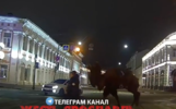 Автомобилисты в полночь встретили верблюда в центре Ярославля