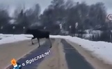 Ярославцев предупреждают о группах лосей на дорогах