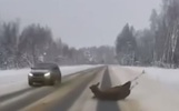 Лось-автоподставщик попал на видео в Ярославской области