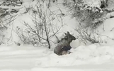 Ярославцы просят помощи из-за лося со сломанной ногой