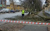 В Ярославле убирают поваленные сильным ветром деревья
