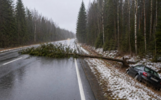 Водитель отсудила полмиллиона у ярославского министерства из-за упавшего дерева