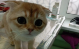 В Тутаеве ветврачи спасли кошку-любительницу мороженого