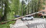 В Ярославле дерево рухнуло на легковушку