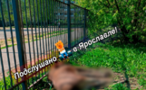 В Ярославле лось скончался на пришкольной территории