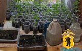 Жительница Ярославской области вырастила на окне 300 кустов конопли