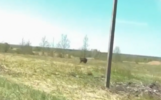 В ярославских пабликах появилось видео гуляющего медведя
