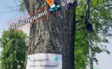 Ярославцы просят не рубить дерево на набережной из-за птенцов
