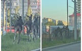 По Ярославлю разгуливают «банды лосей»