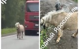 Возглавляли колонну: под Ярославлем ловили двух беглых пони