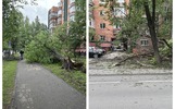 В центре Ярославля рухнуло огромное дерево