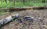 Шашлык на зеленой: узнали, где выше штрафы для ярославцев — в парке или в лесу