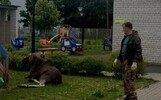 В Ярославле лося эвакуировали с территории детского сада
