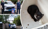 В Ярославле сотрудники ГАИ передали найденного котенка в приют