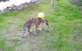 В ярославском зоопарке амурская тигрица стала ближе к людям